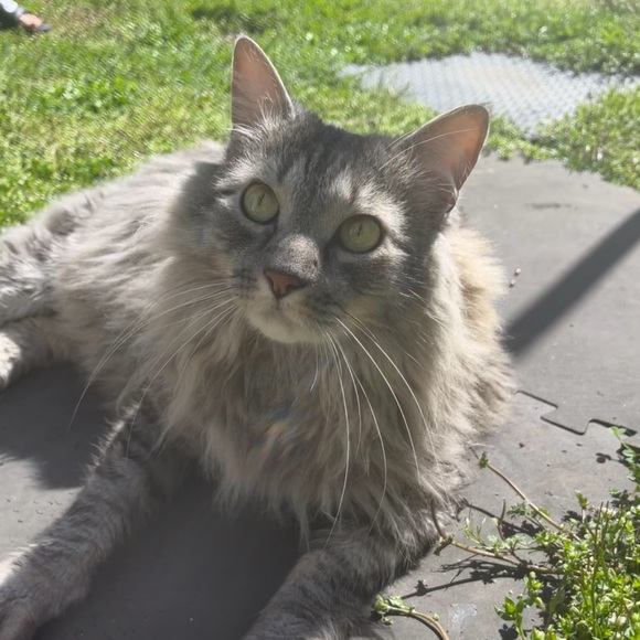 lucatino